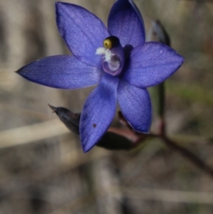 Thelymitra nuda at Gundaroo, NSW - suppressed