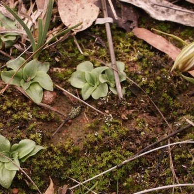 Diplodium truncatum (Little Dumpies, Brittle Greenhood) at Gundaroo, NSW - 3 Jun 2014 by MaartjeSevenster