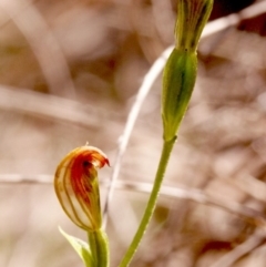 Speculantha rubescens (Blushing Tiny Greenhood) at Gundaroo, NSW - 17 Apr 2014 by MaartjeSevenster