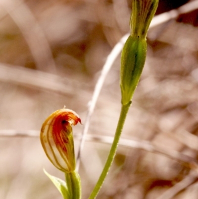 Speculantha rubescens (Blushing Tiny Greenhood) at Gundaroo, NSW - 18 Apr 2014 by MaartjeSevenster