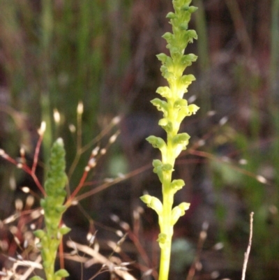 Microtis parviflora (Slender Onion Orchid) at MTR591 at Gundaroo - 23 Oct 2014 by MaartjeSevenster