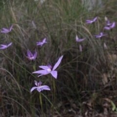 Glossodia major (Wax Lip Orchid) at Gundaroo, NSW - 12 Oct 2016 by MaartjeSevenster