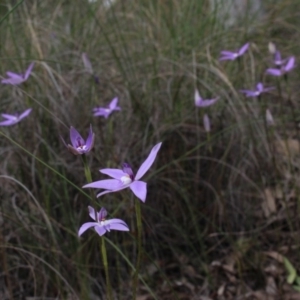 Glossodia major at Gundaroo, NSW - 12 Oct 2016