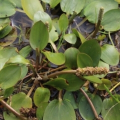 Potamogeton sulcatus (Pondweed) at Gundaroo, NSW - 4 Jan 2017 by MaartjeSevenster