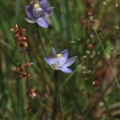 Thelymitra pauciflora (Slender Sun Orchid) at Gundaroo, NSW - 26 Oct 2015 by MaartjeSevenster