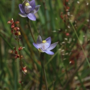 Thelymitra pauciflora at Gundaroo, NSW - 26 Oct 2015