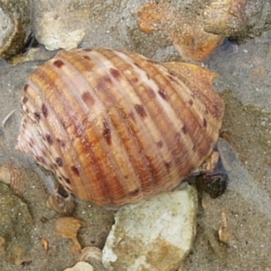 Tonna variegata at Narooma, NSW - 9 Apr 2017 02:51 PM