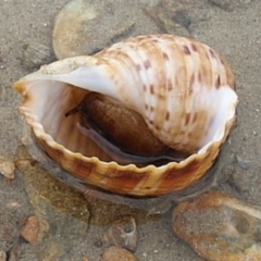 Tonna variegata at Narooma, NSW - 9 Apr 2017 02:51 PM