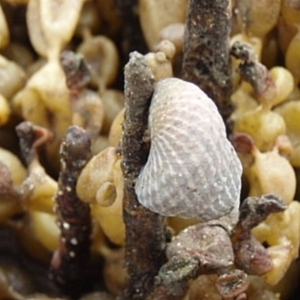 Austrocochlea porcata at Narooma, NSW - 9 Apr 2017