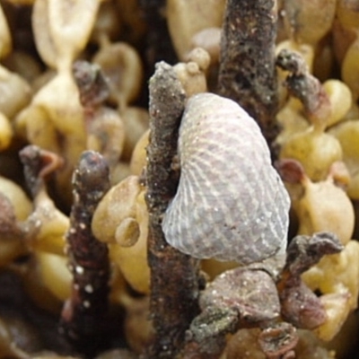 Austrocochlea porcata (Zebra top snail) at Narooma, NSW - 9 Apr 2017 by Jennyncmg