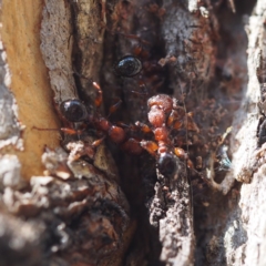 Podomyrma gratiosa (Muscleman tree ant) at Canberra Central, ACT - 8 Apr 2017 by David