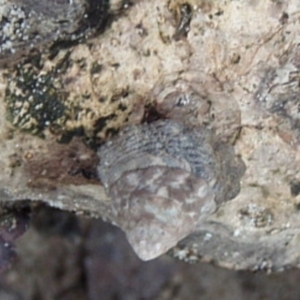 Bembicium auratum at Narooma, NSW - 9 Apr 2017 03:30 PM