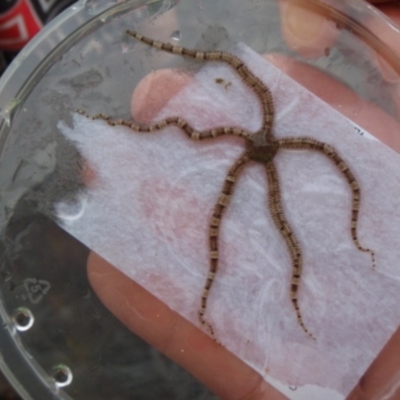 Ophionereis schayeri (Banded Brittle Star) at Narooma, NSW - 9 Apr 2017 by Jennyncmg