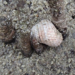 Austrocochlea porcata at Narooma, NSW - 9 Apr 2017 03:31 PM