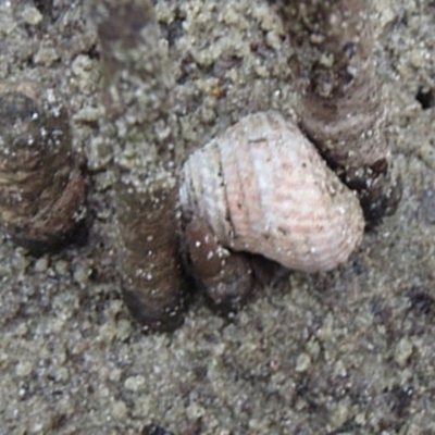 Austrocochlea porcata (Zebra top snail) at Narooma, NSW - 9 Apr 2017 by Jennyncmg