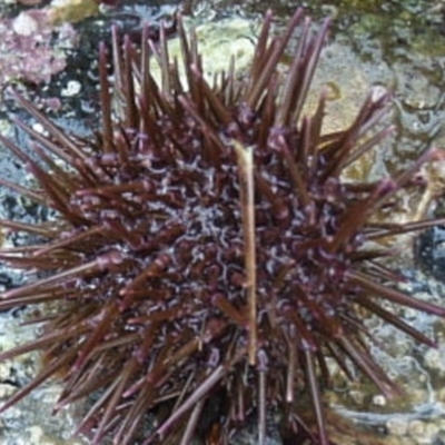 Heliocidaris erythrogramma (Sea Urchin) at Narooma, NSW - 9 Apr 2017 by Jennyncmg
