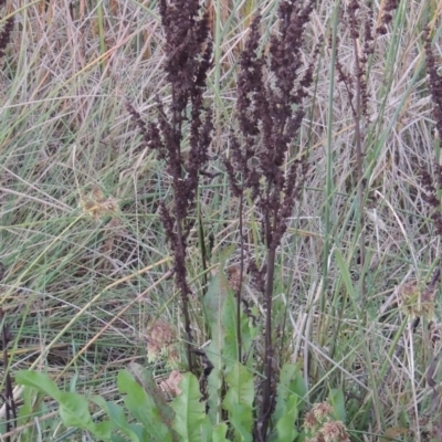Rumex crispus (Curled Dock) at Urambi Hills - 8 Apr 2017 by MichaelBedingfield