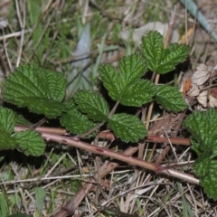 Rubus parvifolius (Native Raspberry) at Urambi Hills - 8 Apr 2017 by MichaelBedingfield