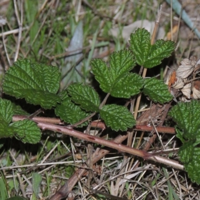 Rubus parvifolius (Native Raspberry) at Urambi Hills - 8 Apr 2017 by MichaelBedingfield