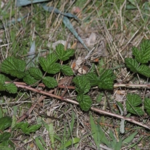 Rubus parvifolius at Urambi Hills - 8 Apr 2017