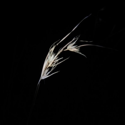 Themeda triandra (Kangaroo Grass) at Urambi Hills - 8 Apr 2017 by michaelb