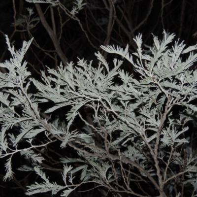 Acacia dealbata (Silver Wattle) at - 8 Apr 2017 by michaelb