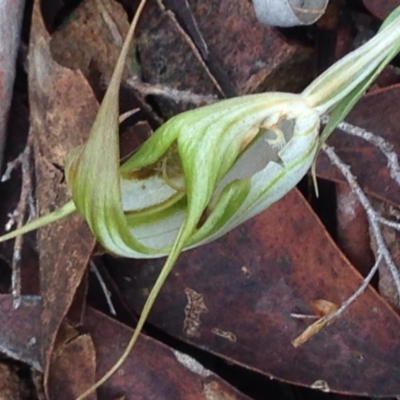 Diplodium ampliatum (Large Autumn Greenhood) at Burra, NSW - 11 Apr 2017 by Safarigirl