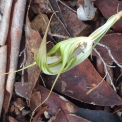 Diplodium ampliatum at Burra, NSW - 11 Apr 2017