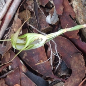 Diplodium ampliatum at Burra, NSW - 11 Apr 2017