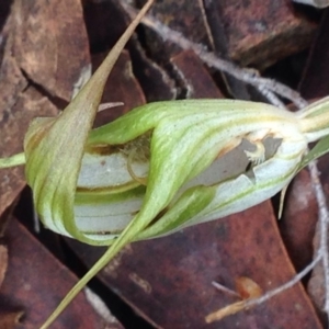 Diplodium ampliatum at Burra, NSW - 11 Apr 2017