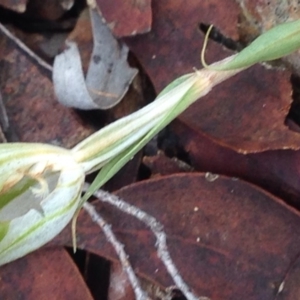 Diplodium ampliatum at Burra, NSW - 11 Apr 2017