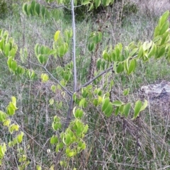 Celtis australis (Nettle Tree) at Red Hill to Yarralumla Creek - 10 Apr 2017 by ruthkerruish