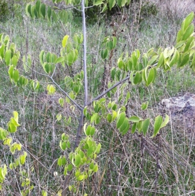 Celtis australis (Nettle Tree) at Hughes, ACT - 10 Apr 2017 by ruthkerruish