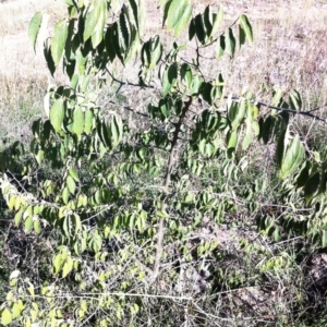 Celtis australis at Hughes, ACT - 11 Apr 2017