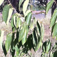 Celtis australis at Hughes, ACT - 11 Apr 2017