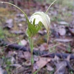 Diplodium ampliatum (Large Autumn Greenhood) at Mount Jerrabomberra - 8 Apr 2017 by roachie