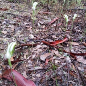 Diplodium ampliatum at Karabar, NSW - 9 Apr 2017