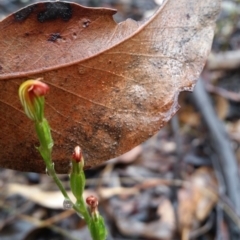 Speculantha rubescens (Blushing Tiny Greenhood) at Mount Jerrabomberra - 8 Apr 2017 by roachie