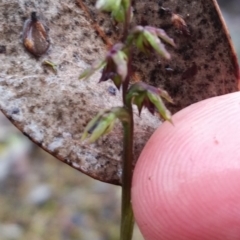 Corunastylis clivicola (Rufous midge orchid) at Karabar, NSW - 8 Apr 2017 by roachie