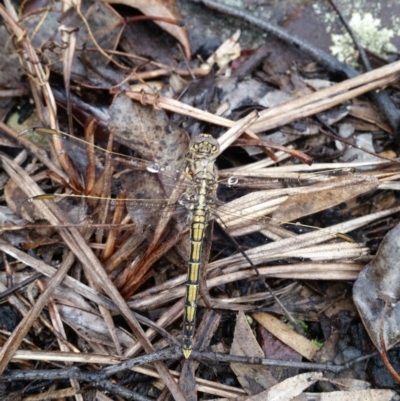 Orthetrum caledonicum (Blue Skimmer) at Mount Jerrabomberra - 8 Apr 2017 by roachie