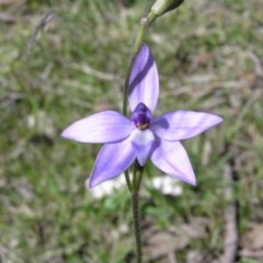 Glossodia major (Wax Lip Orchid) at Yass River, NSW - 2 Oct 2005 by SueMcIntyre