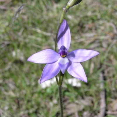 Glossodia major (Wax Lip Orchid) at Gang Gang at Yass River - 2 Oct 2005 by SueMcIntyre