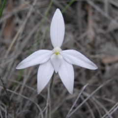 Glossodia major (Wax Lip Orchid) at Yass River, NSW - 7 Oct 2005 by SueMcIntyre