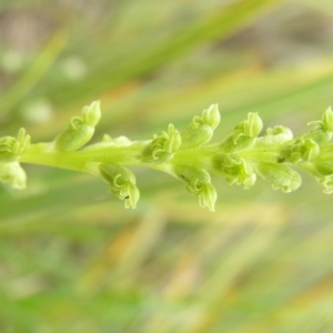 Microtis parviflora at Yass River, NSW - suppressed