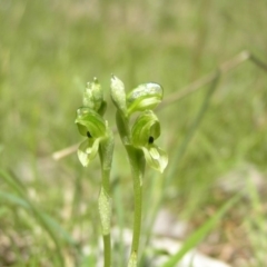 Hymenochilus bicolor (ACT) = Pterostylis bicolor (NSW) (Black-tip Greenhood) at Yass River, NSW - 28 Oct 2016 by SueMcIntyre