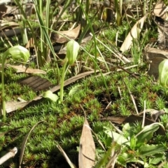 Pterostylis nutans (Nodding Greenhood) at Yass River, NSW - 30 Aug 2008 by SueMcIntyre