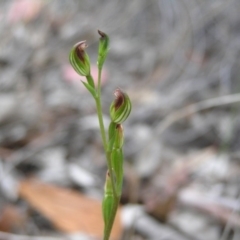 Speculantha rubescens (Blushing Tiny Greenhood) at Yass River, NSW - 19 Apr 2009 by SueMcIntyre