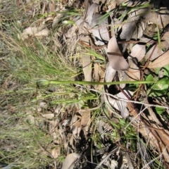 Pterostylis pedunculata (Maroonhood) at Gang Gang at Yass River - 11 Sep 2010 by SueMcIntyre