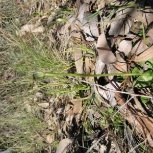 Pterostylis pedunculata at Yass River, NSW - 11 Sep 2010