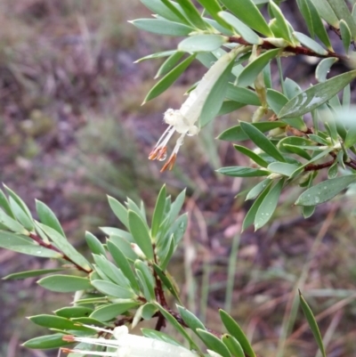 Styphelia triflora (Five-corners) at Jerrabomberra, NSW - 8 Apr 2017 by roachie